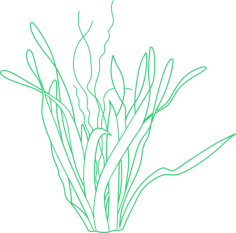 Plants Aquatic Vallisneria Line Art Svg Vector, Free Vectors File